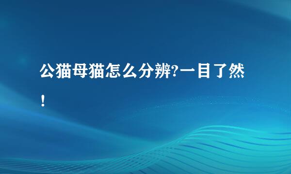 公猫母猫怎么分辨?一目了然！