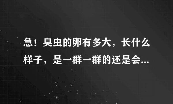 急！臭虫的卵有多大，长什么样子，是一群一群的还是会单个散落在不同的地方