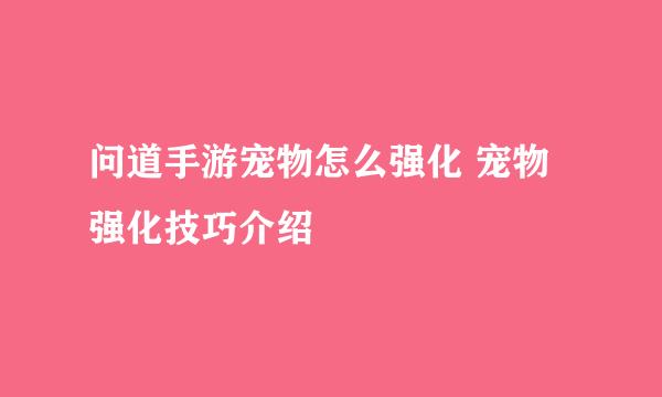 问道手游宠物怎么强化 宠物强化技巧介绍