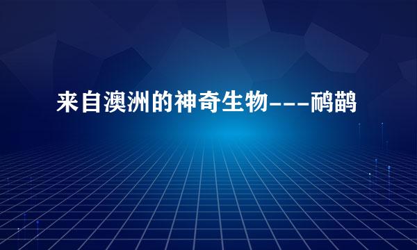 来自澳洲的神奇生物---鸸鹋