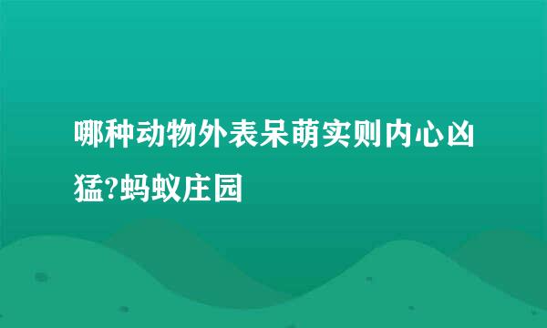 哪种动物外表呆萌实则内心凶猛?蚂蚁庄园