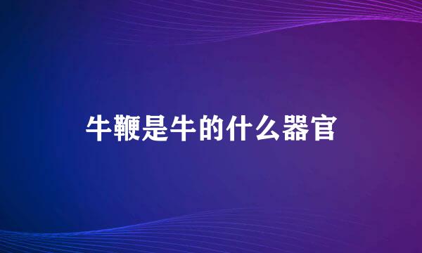 牛鞭是牛的什么器官