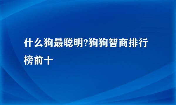 什么狗最聪明?狗狗智商排行榜前十