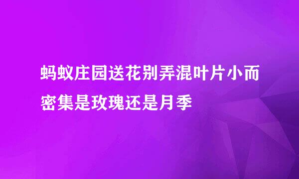 蚂蚁庄园送花别弄混叶片小而密集是玫瑰还是月季