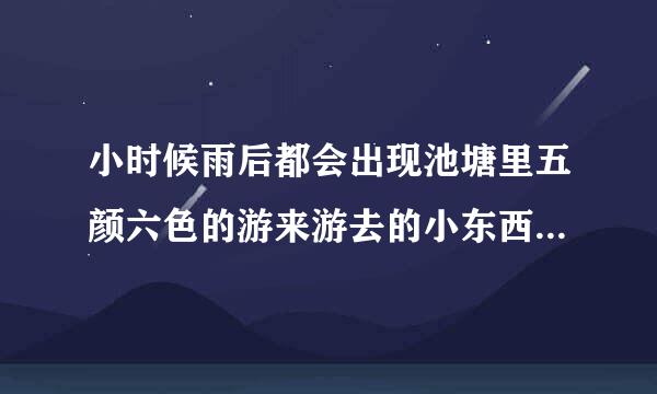 小时候雨后都会出现池塘里五颜六色的游来游去的小东西像鱼儿是什么