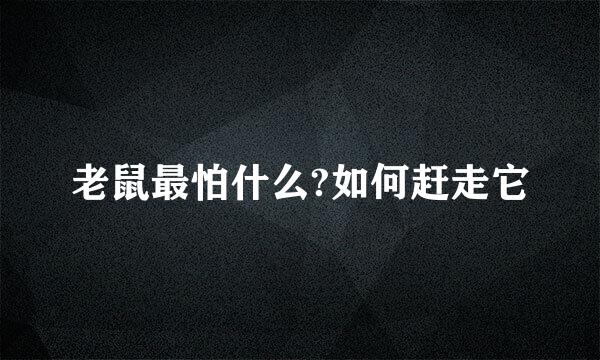 老鼠最怕什么?如何赶走它