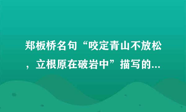 郑板桥名句“咬定青山不放松，立根原在破岩中”描写的是哪种植物