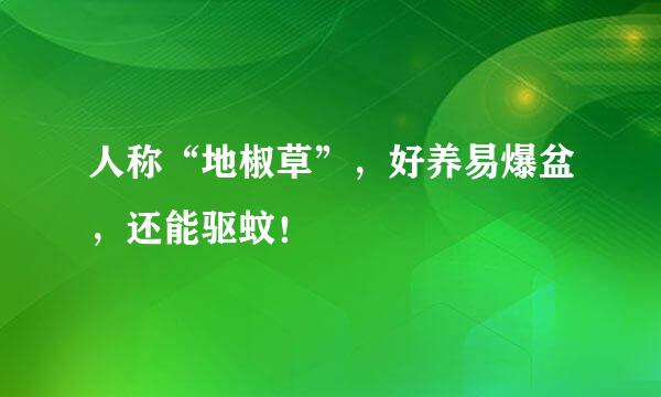 人称“地椒草”，好养易爆盆，还能驱蚊！