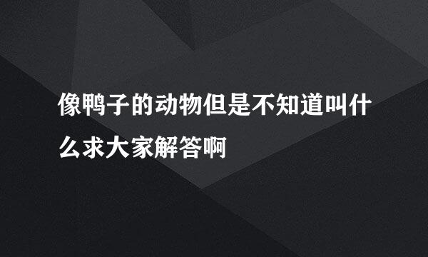 像鸭子的动物但是不知道叫什么求大家解答啊