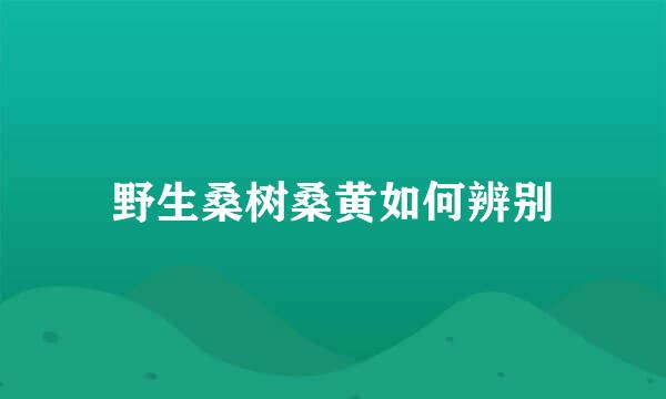 野生桑树桑黄如何辨别