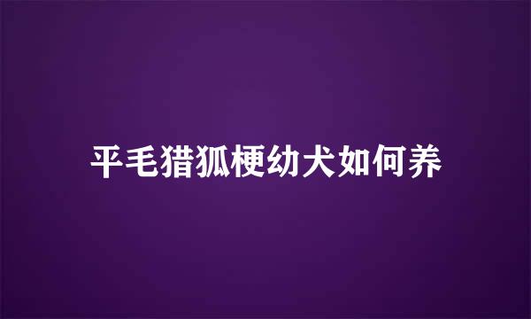 平毛猎狐梗幼犬如何养