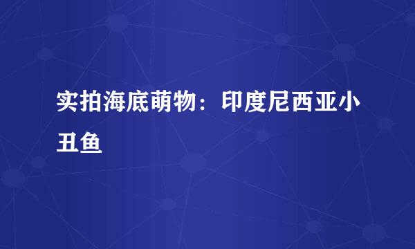 实拍海底萌物：印度尼西亚小丑鱼