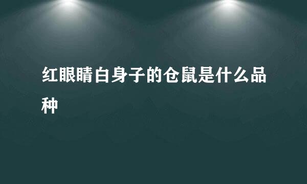 红眼睛白身子的仓鼠是什么品种