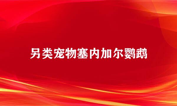 另类宠物塞内加尔鹦鹉