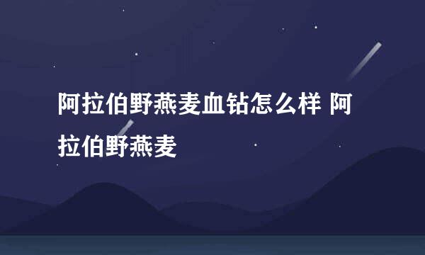 阿拉伯野燕麦血钻怎么样 阿拉伯野燕麦